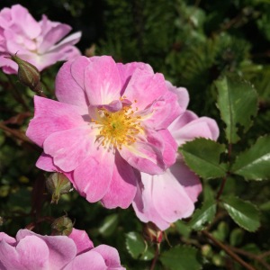 hedge rose